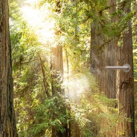 Deurposter bos zonnenschijn natuur deursticker sticker poster boom bomen