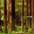 deurposter deursticker sticker poster grote boom natuur bos