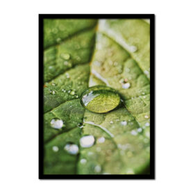 blad-met-water-erop-groen-Posters-woonkamer-slaapkamer-kinderkamer-keuken-ideeen-inspiratie-goedkoop-store