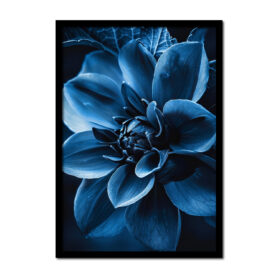 bloem-blauw-dahlia-close-up-Posters-woonkamer-slaapkamer-kinderkamer-keuken-ideeen-inspiratie-goedkoop-store