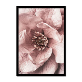 bloem-closeup-rose-roze-Posters-woonkamer-slaapkamer-kinderkamer-keuken-ideeen-inspiratie-goedkoop-store