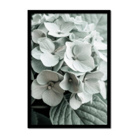 hortensia-close-up-Posters-woonkamer-slaapkamer-kinderkamer-keuken-ideeen-inspiratie-goedkoop-store