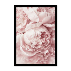 pioenroos-roze-rose-oud-vintage-zacht-Posters-woonkamer-slaapkamer-kinderkamer-keuken-ideeen-inspiratie-goedkoop-store