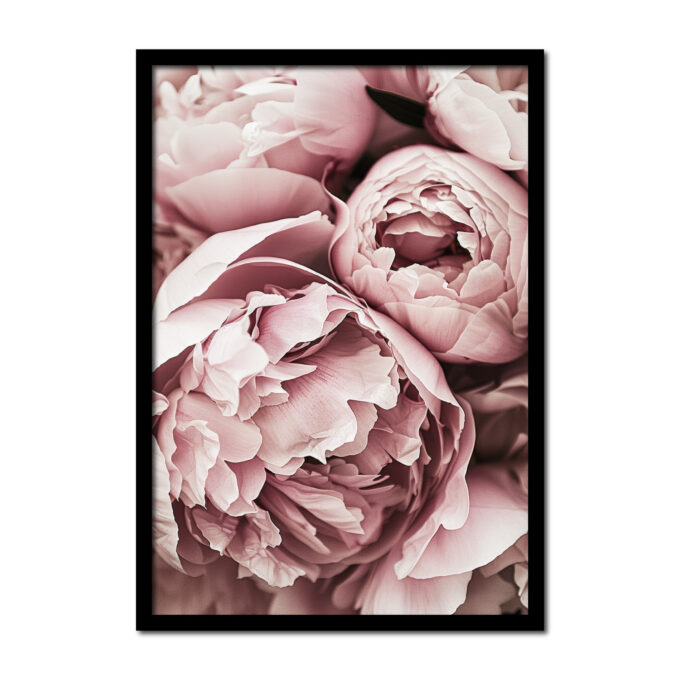 pioenroos-roze-rose-vintage-Posters-woonkamer-slaapkamer-kinderkamer-keuken-ideeen-inspiratie-goedkoop-store