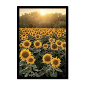 zonnebloemen-veld-zonsondergang-oranje-gloed-vrolijk-Posters-woonkamer-slaapkamer-kinderkamer-keuken-ideeen-inspiratie-goedkoop-store